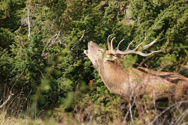 Un''arena molto contesa